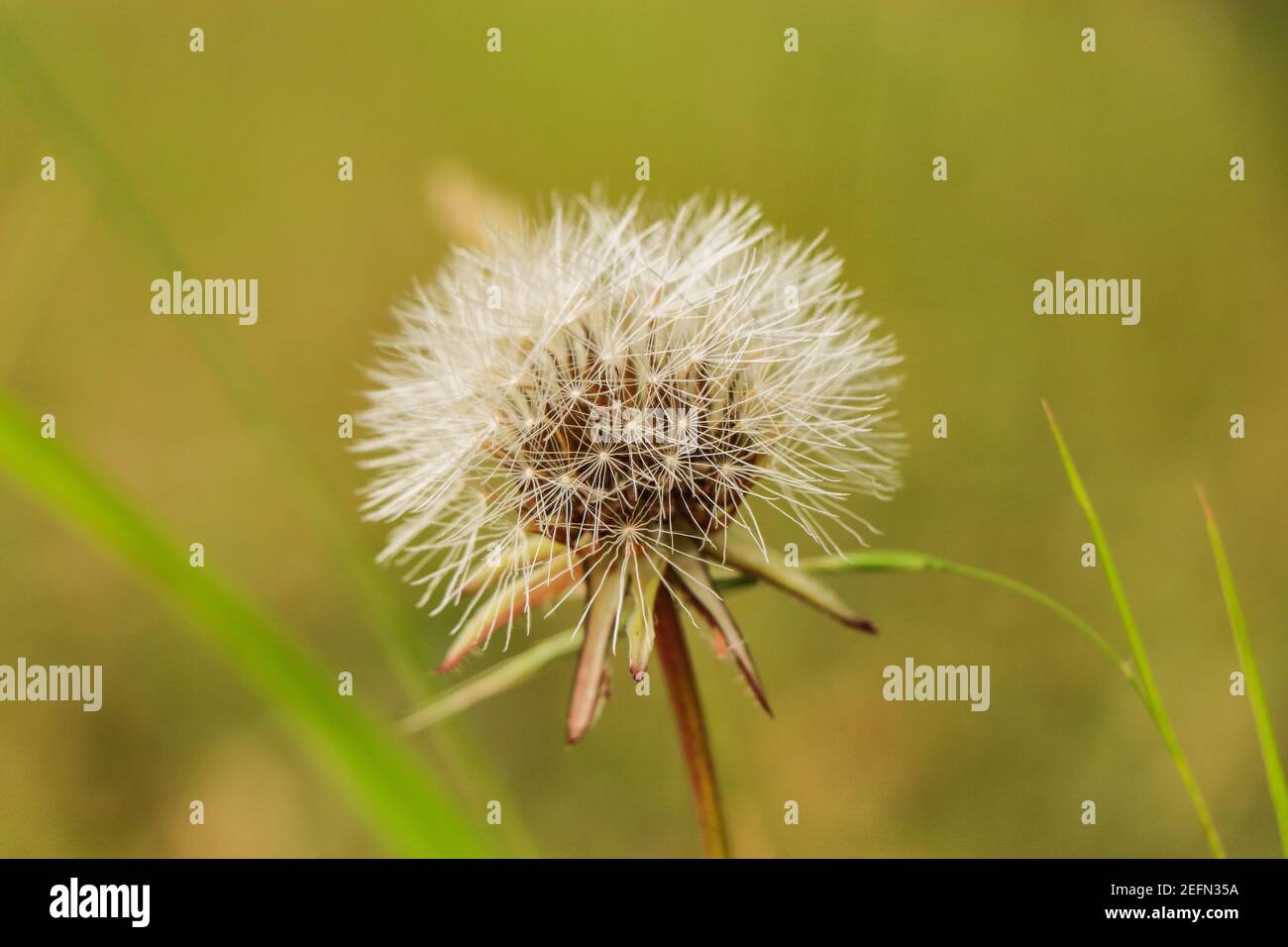 Löwenzahn in einem Feld mit verschwommenem grünen Gras im Hintergrund Stockfoto