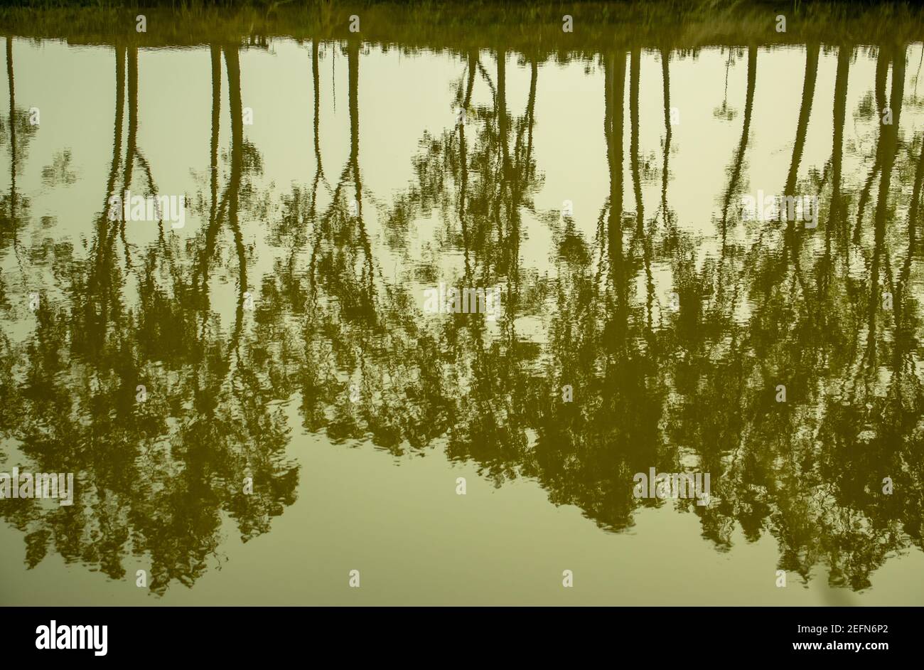 Bäume spiegeln sich auf dem wasser Fotos und Bildmaterial in hoher