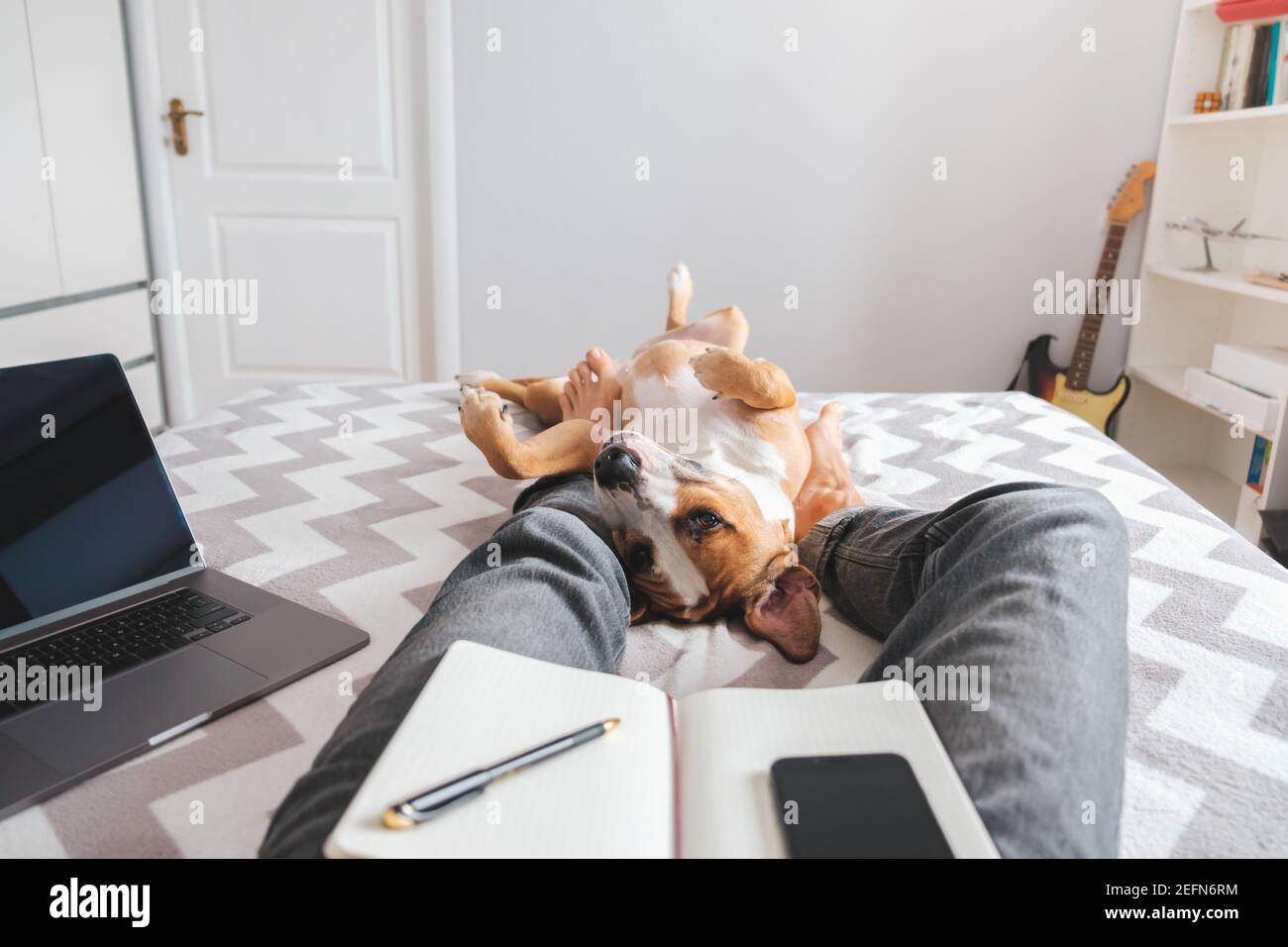Arbeiten von zu Hause aus, häusliches Leben mit einem Haustier. Der Hund liegt im Bett mit den Füßen des Menschen im Schlafzimmer Stockfoto