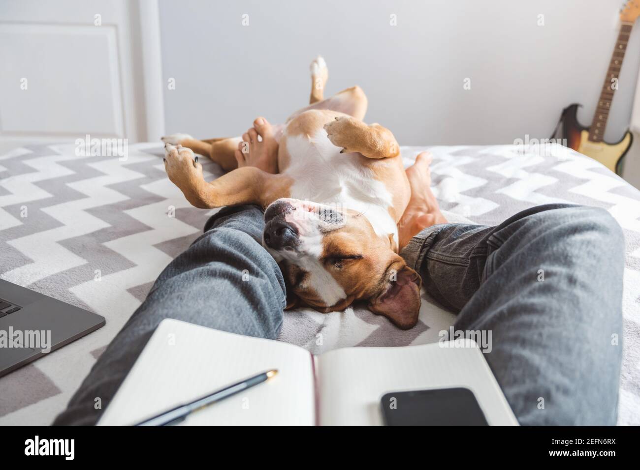 Arbeiten von zu Hause aus, häusliches Leben mit Hunden Stockfoto