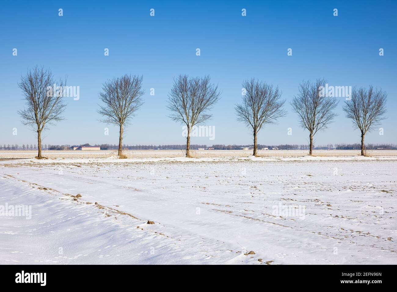 Holländische Agrarlandschaft mit Landstraße und schneebedeckten Bäumen Stockfoto