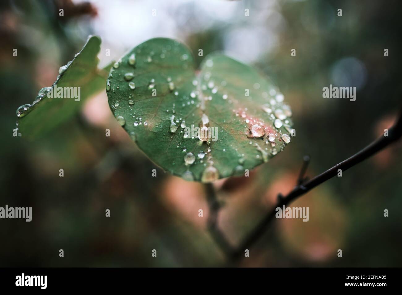 Bunte Blatt bedeckt mit Regen Tropfen Stockfoto