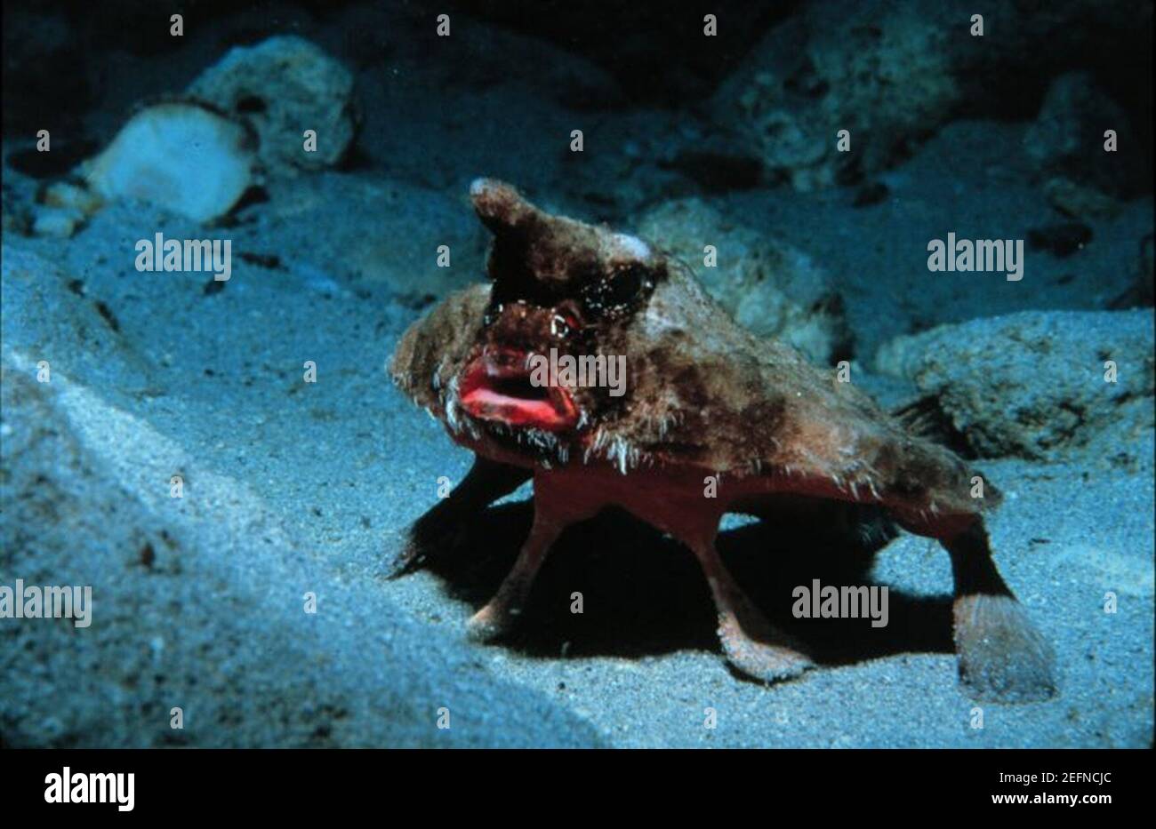 Ogcocephalus parvus Fotos und Bildmaterial in hoher Auflösung Alamy