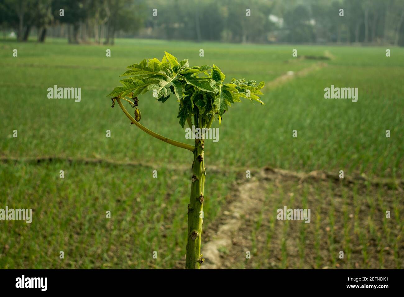 Papaya-Baum mit der größten grünen Zwiebelpflanze in einem Dorf Oder Carica Papaya Stockfoto