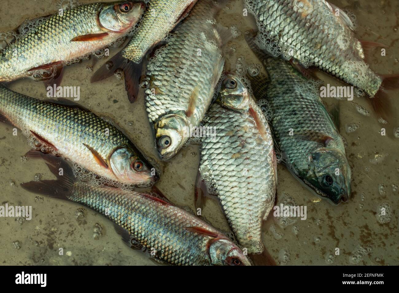 Puntius Trio oder Onespot Barbe und Tilapia, die hauptsächlich Süßwasserfische sind, die flache Bäche, Teiche, Flüsse und Seen bewohnen Stockfoto