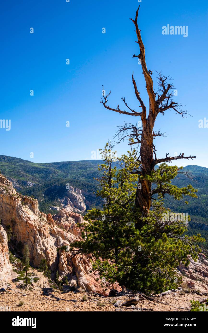 Blick von der Hells Backbone Road, in der Nähe von Escalante und Boulder, Garfield County, Utah, USA, an einem schönen Sommertag. Stockfoto