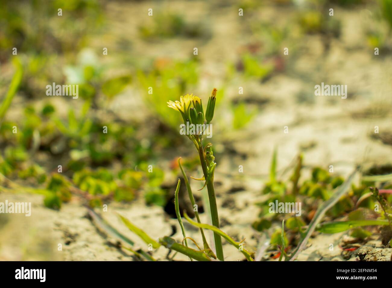 Die raue Hawk's-Bart gelbe Blume, Crepis biennis, Wildblume bd Stockfoto