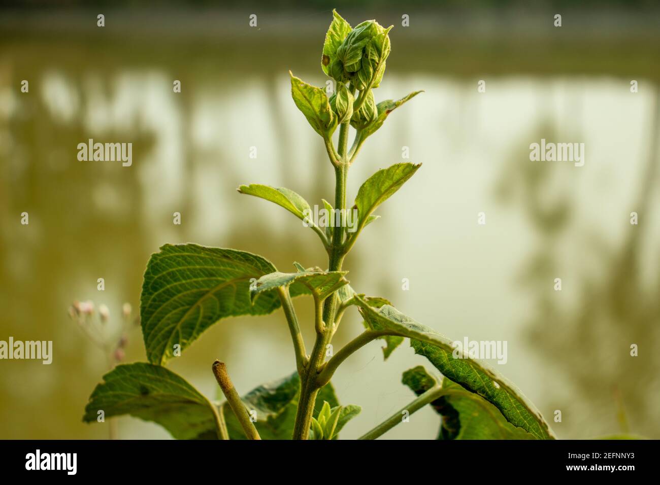 Der Wayfaring Baum Viburnum lantana oder blühender Twistwood das ist Eine grasblühende Pflanze Stockfoto