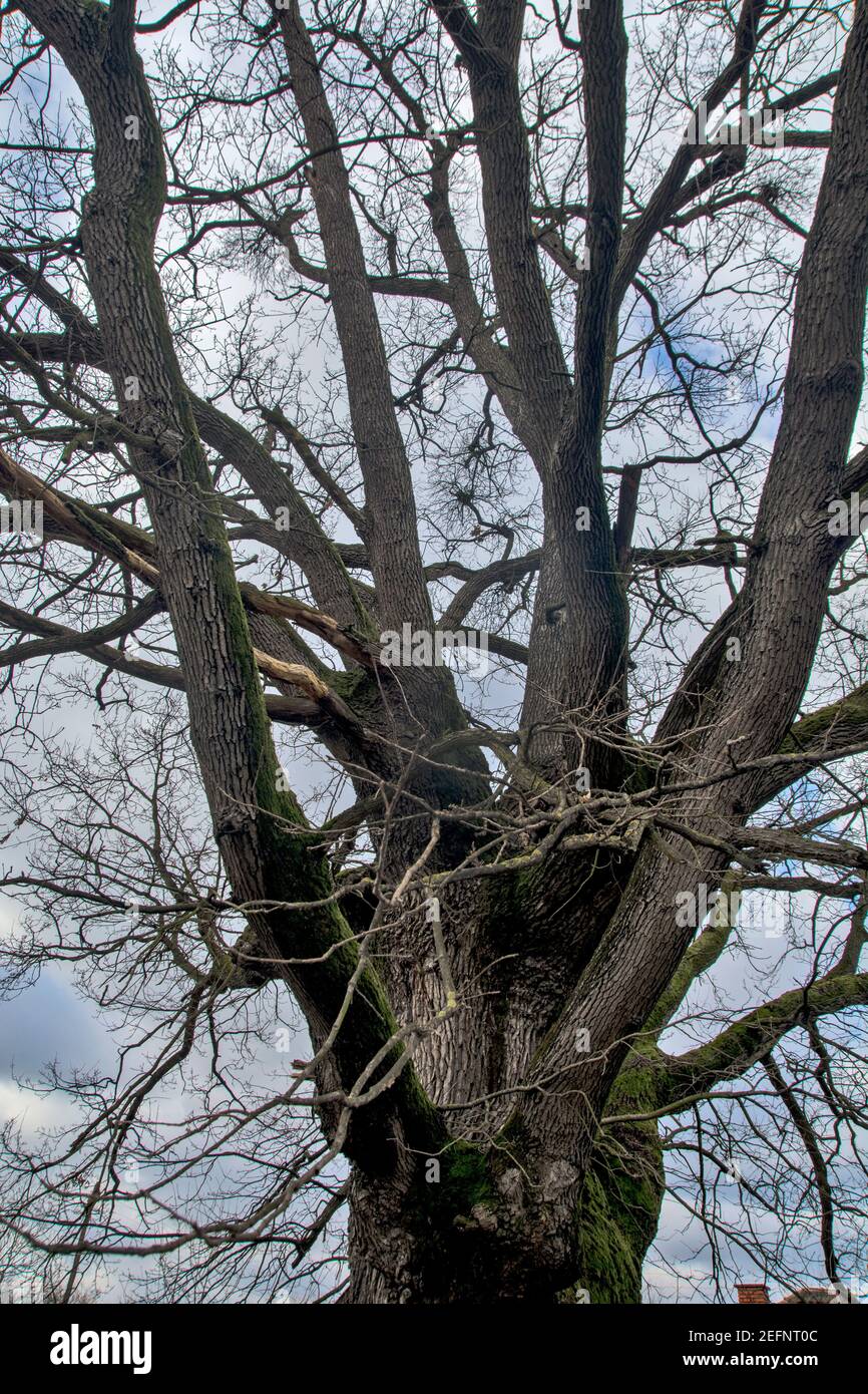 Ein verzweigter Baum einer alten Eiche, die gesetzlich geschützt ist. Der Baum streckte sich hoch in den Himmel. Stockfoto