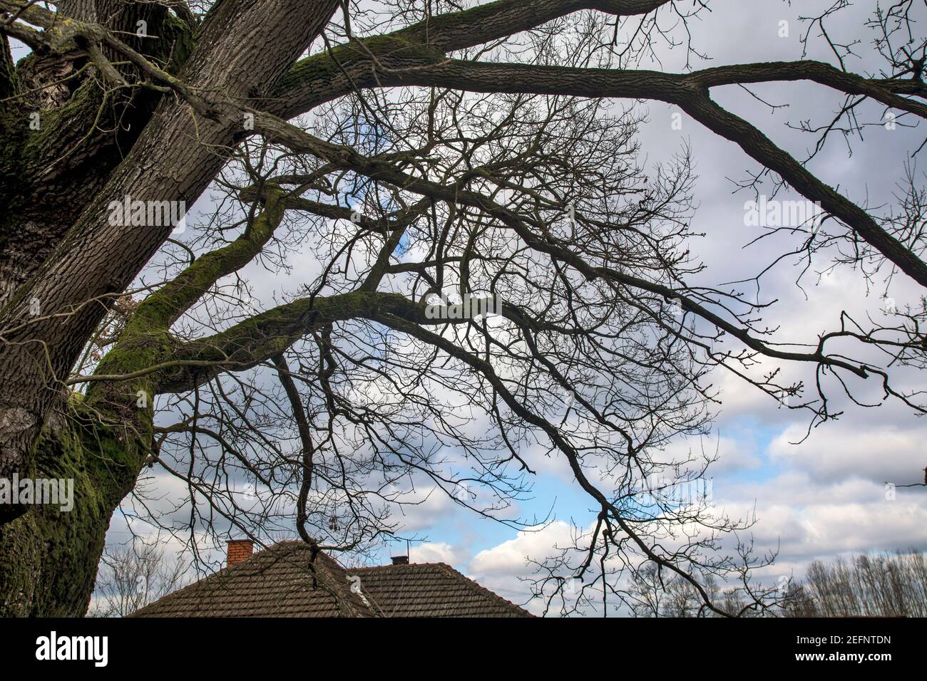 Ein verzweigter Baum einer alten Eiche, die gesetzlich geschützt ist. Der Baum streckte sich hoch in den Himmel. Stockfoto