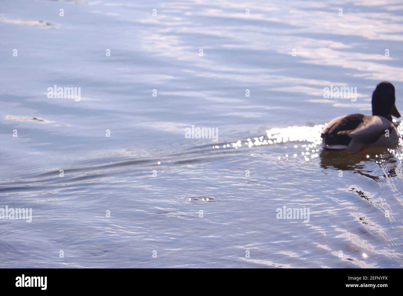 Brown Duck Schwimmen Entfernt Stockfoto