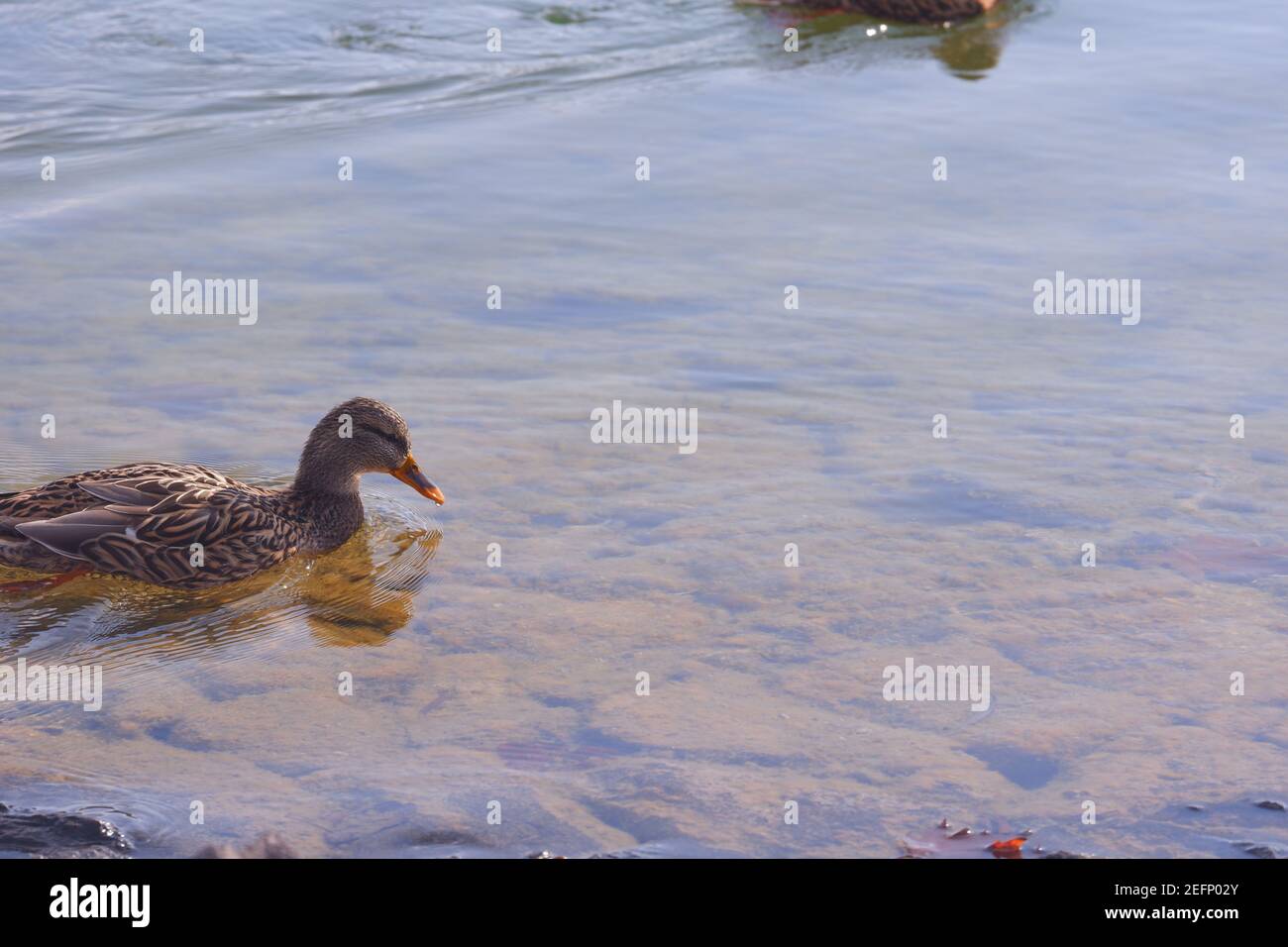 Brown Duck Schwimmen am See Stockfoto