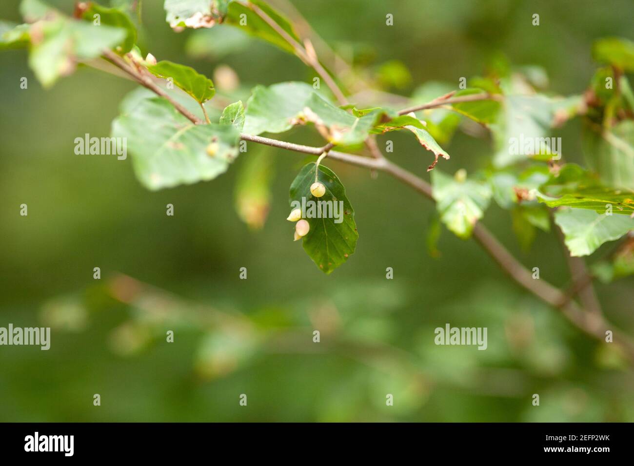 Cecidomyiidae Galle Mücken und Mücken Eier auf Blatt Stockfoto