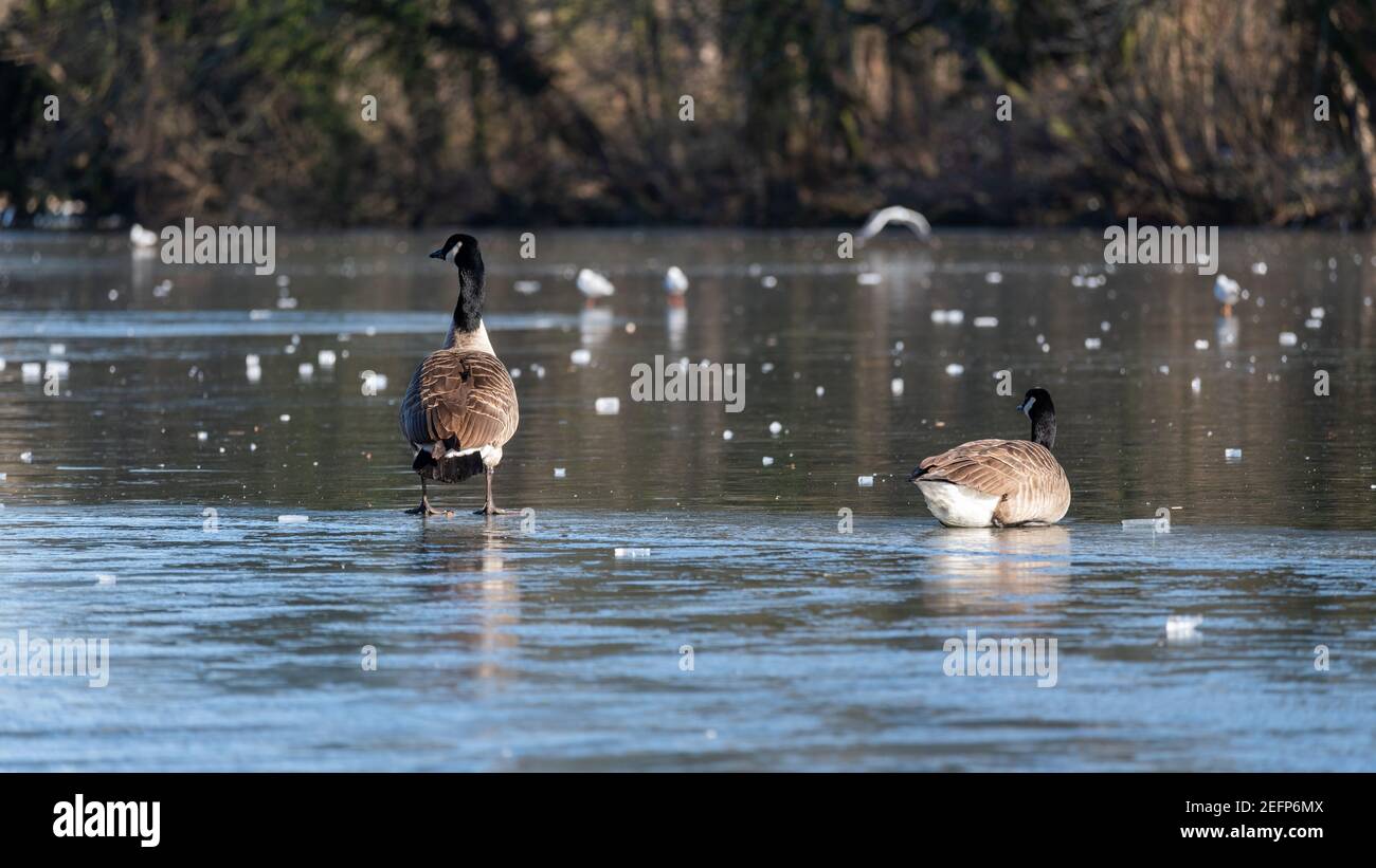 Ein paar Stachelnadel-Gänse sitzen auf einem gefrorenen See namens "Lac des Minimes", einem der vier künstlichen Seen im Bois de Vincennes in Paris. Stockfoto