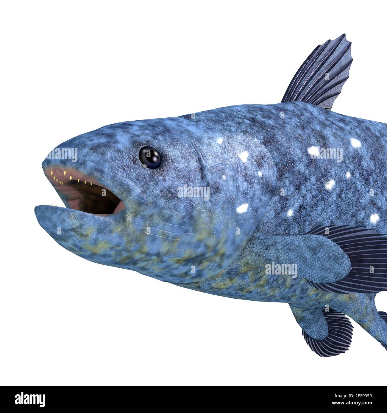 Der Coelacanth Fisch wurde gedacht, um ausgestorben zu sein, aber hat gefunden, um noch eine lebensfähige Kreatur zu sein, die in den Weltmeeren lebt. Stockfoto