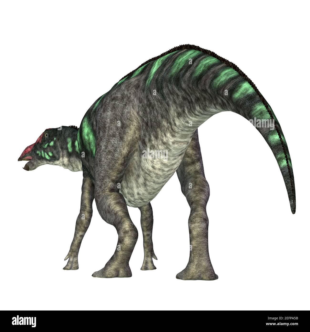 Maiasaura war ein pflanzenfressender Hadrosaur-Dinosaurier, der während der Kreidezeit in Montana lebte. Stockfoto