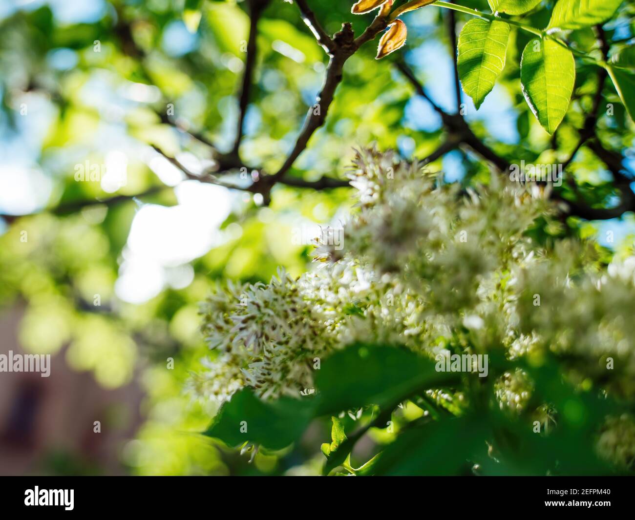 Frühlingsszene mit einem schönen Baum in Blüte - verschwimmen Unschärfes Postkartenbild im Hintergrund Stockfoto