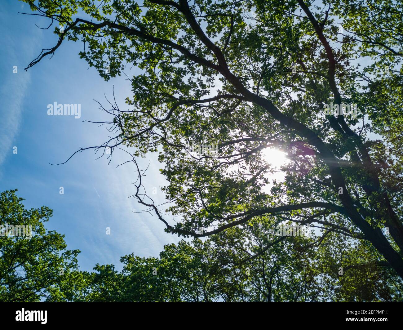 Blick nach oben zum blauen Himmel mit Wolken zwischen Baumkronen Und strahlende Sonne Stockfoto