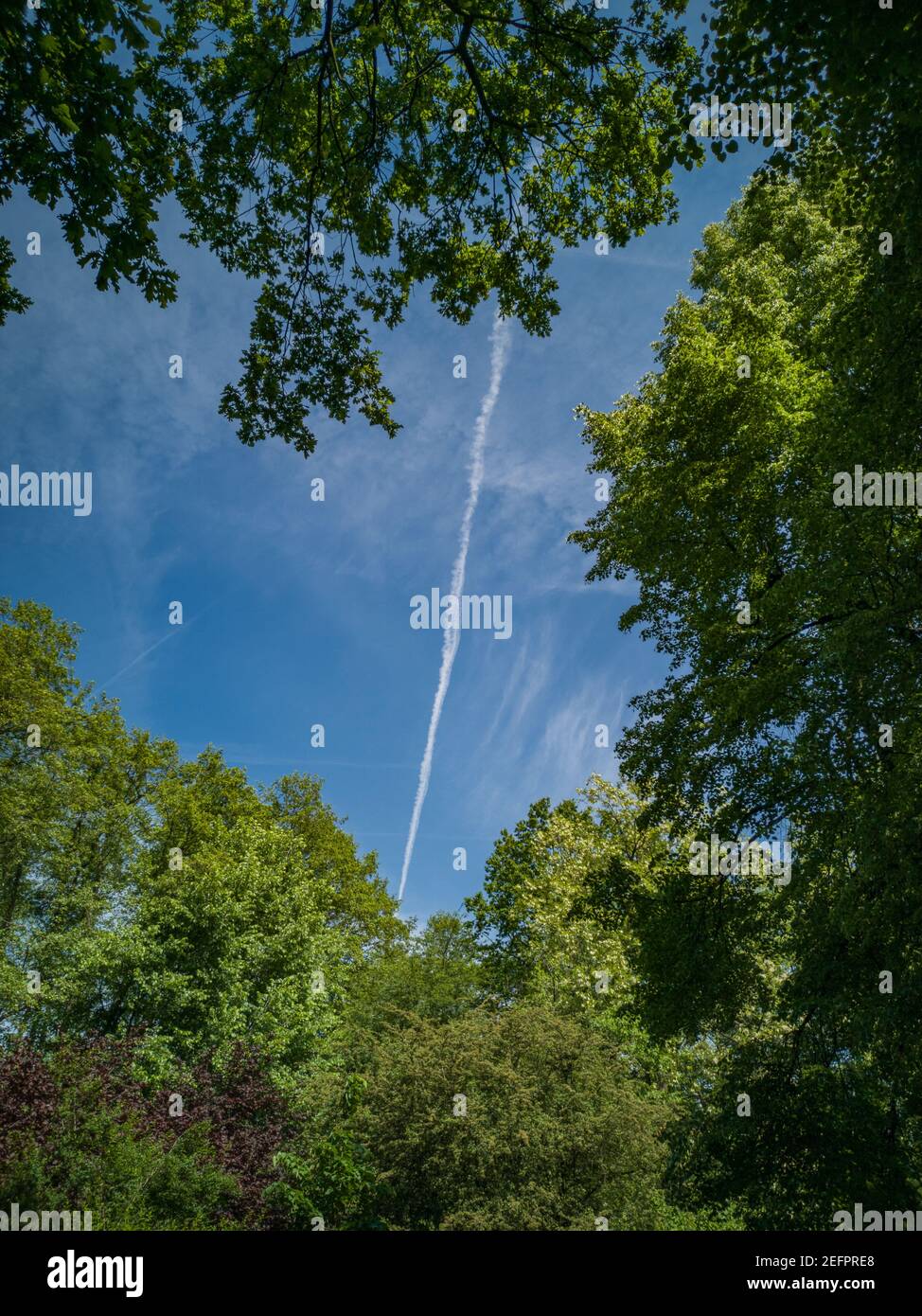 Blick nach oben auf blauen Himmel mit Wolken und Flugzeug Linie Zwischen Baumkronen Stockfoto