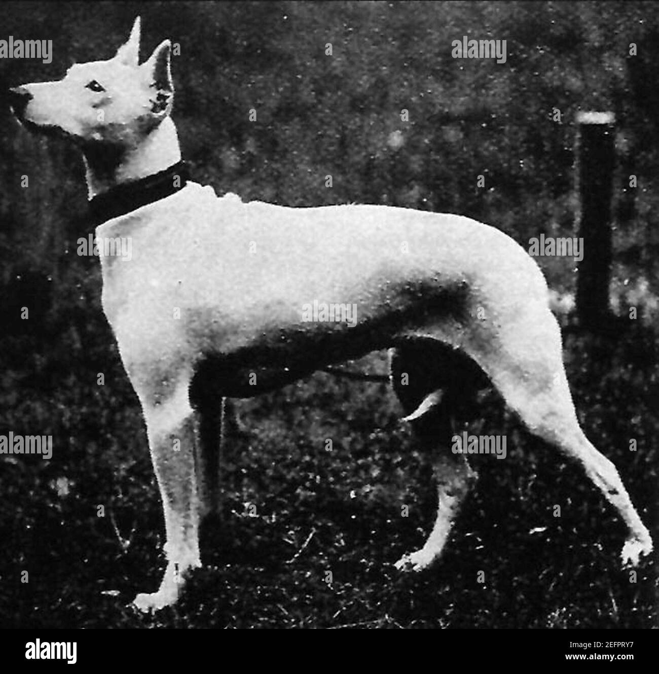 Olde White Englisch Terrier. Stockfoto