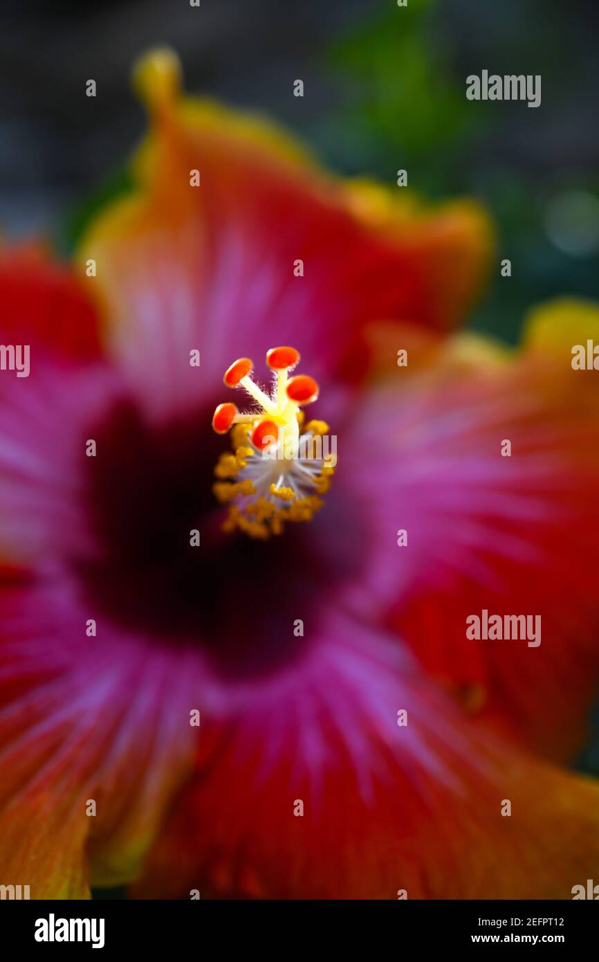 Nahaufnahme einer leuchtend bunten Hibiskusblüte Stockfoto