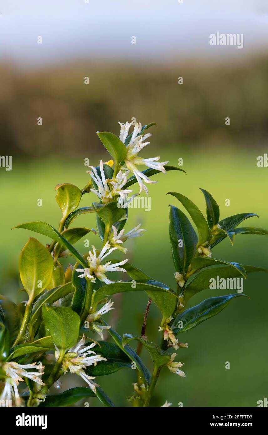 Nahaufnahme von Blumen auf einer süßen Schachtel (sarcococca confusa) Strauch Stockfoto