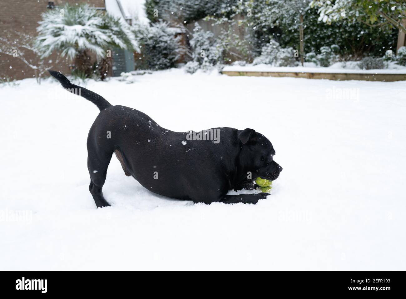 Staffordshire Bullterrier Hund spielt mit einem Tennisball im Schnee in einem Garten. Er hat seinen Schwanz in der Luft, während er den Ball kaut. Es sieht aus wie ein dow Stockfoto