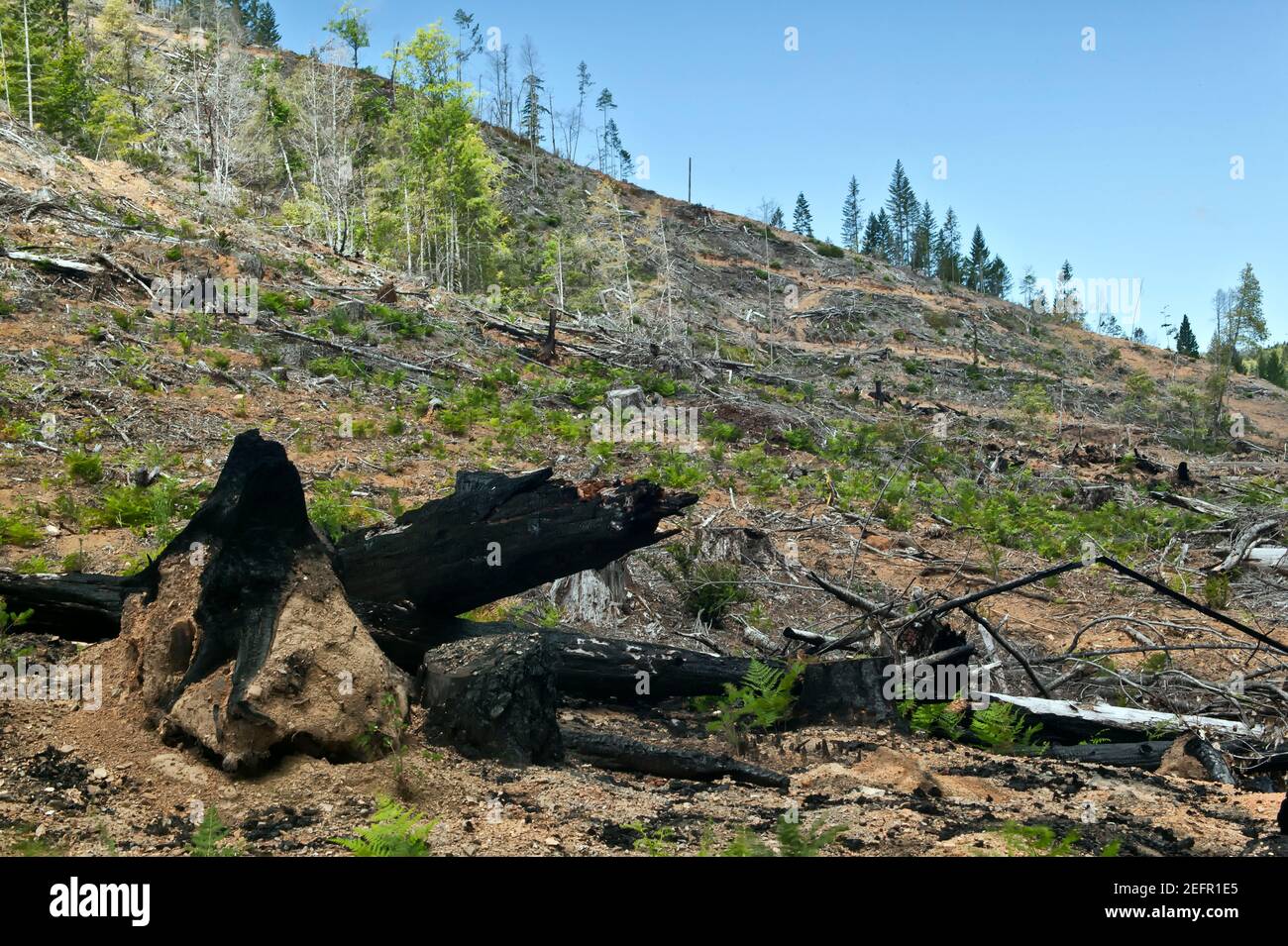 Klare Abholzungsanlage, Douglas-FIR, Slash Pine und Ponderosa Pine, Südwest-Oregon. Stockfoto