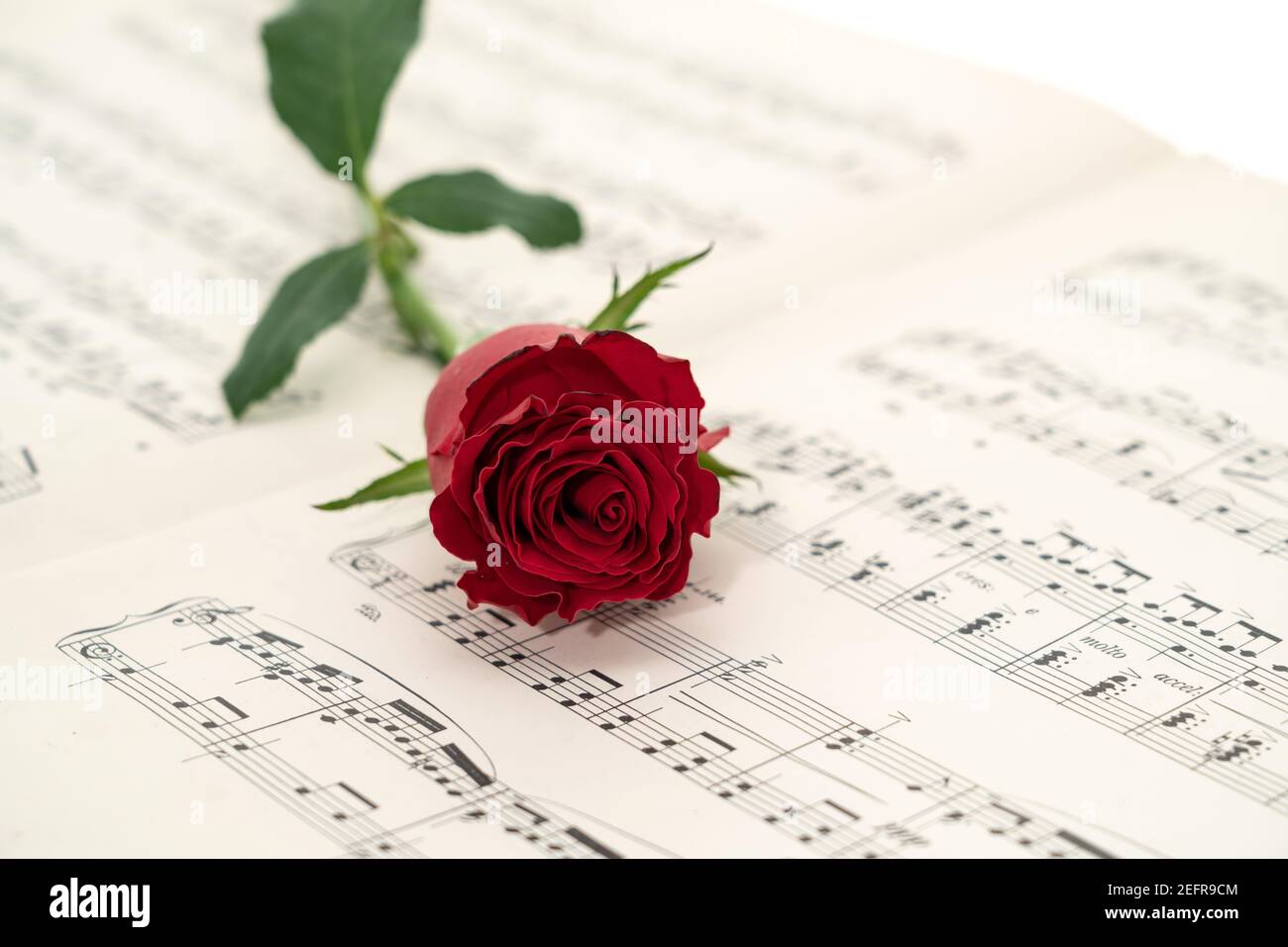 Eine einzelne rote Rose auf einem geöffneten Buch von platziert Noten Stockfoto