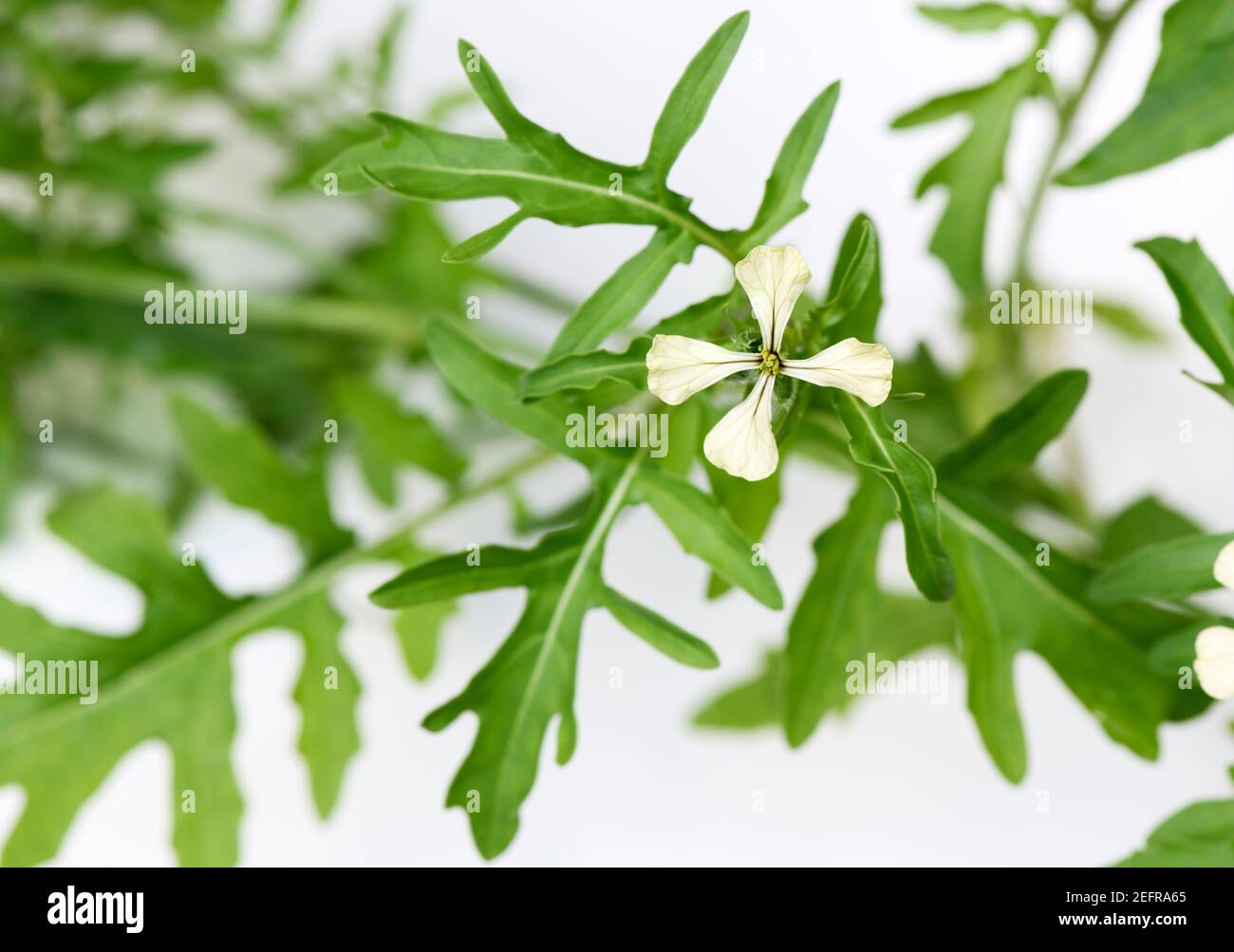 Rucola, Eruca vesicaria, Rakete, Nahaufnahme von Pflanzenblättern und Blume Stockfoto