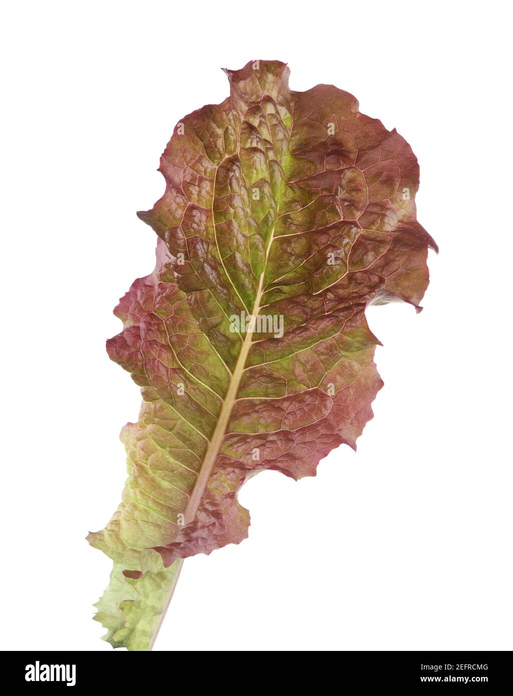 Roter Flammensalat, Nahaufnahme eines großen Blattes einer biologisch angebauten Lactuca sativa, Flame Red oder Red Fire nicht-GVO-Sorte. Isoliert auf weißem Studio-Bac Stockfoto