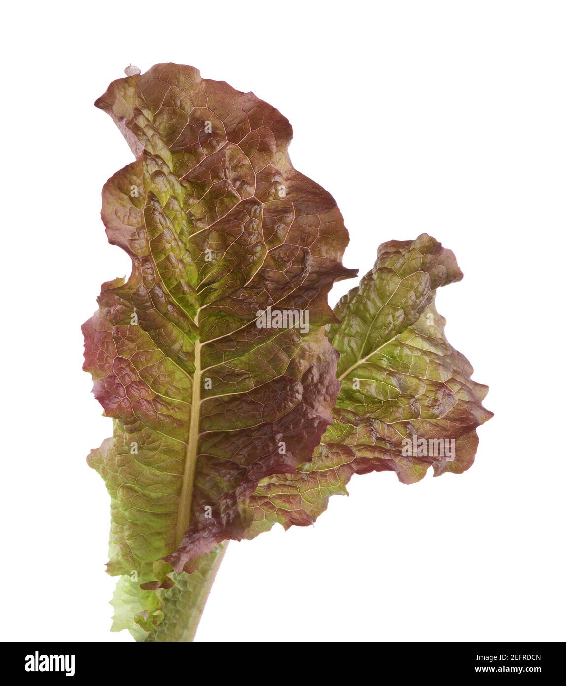Zwei Blätter von Red Flame Salat, biologisch angebaute Lactuca sativa, Flame Red oder Red Fire nicht-GVO-Sorte. Isolierte Nahaufnahme auf weißem Studiohintergrund. Stockfoto
