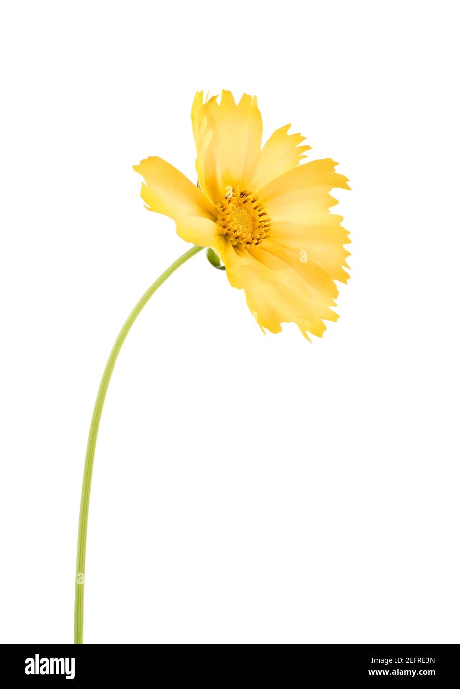 Gelbe Cosmos sulfureus Blume auf einem Stiel. Schwefelkosmos, Schwefelkosmos, mexikanische Aster, Gänseblümchenähnliche gelbe Blume. Künstlerische Nahaufnahme isoliert auf whit Stockfoto