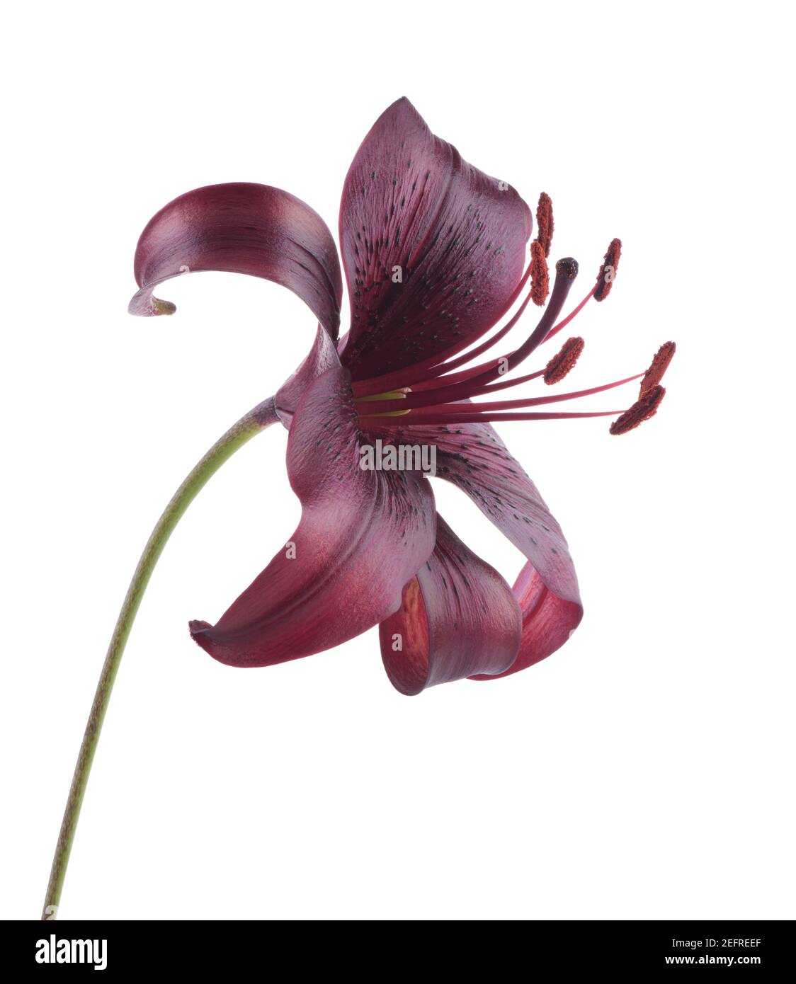 Asiatic Lily Midnight Mystery, kastanienbraun, dunkelrote Blume Seitenansicht. Künstlerische Nahaufnahme isoliert auf weißem Studiohintergrund. Stockfoto