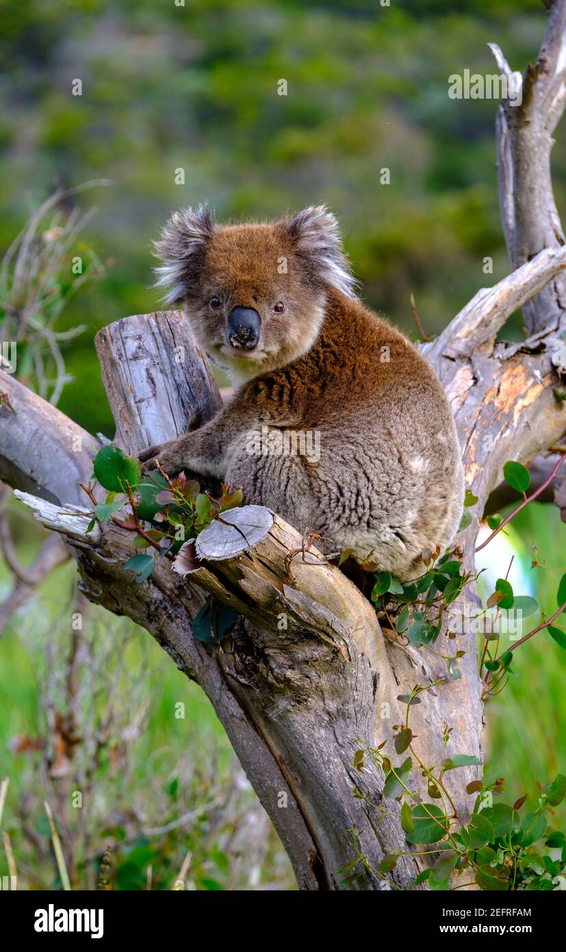 Ein Koala sitzt in einem Eukalyptusbaum in Aire River West Zeltplatz Stockfoto