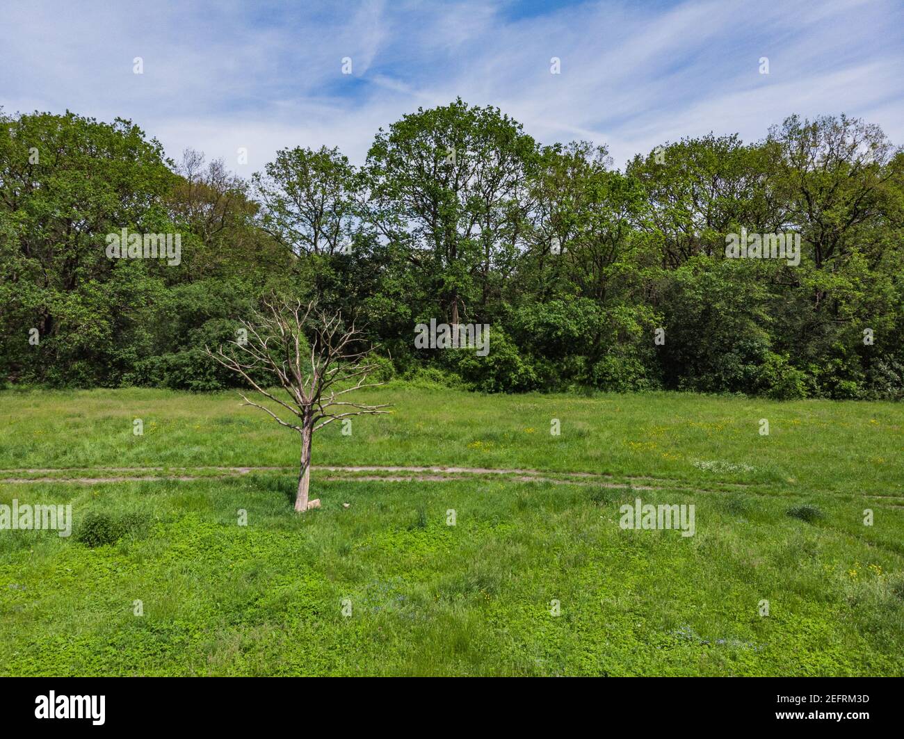 Alter trockener Baum in der Nähe des Weges auf grüner Lichtung mit Bäumen In der Nähe Stockfoto