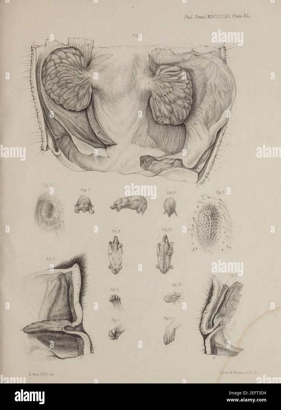 Beuteltiere Beutel, Brustdrüsen und Mamma Fötus von Echidna Hystrix (Platte XL) Stockfoto