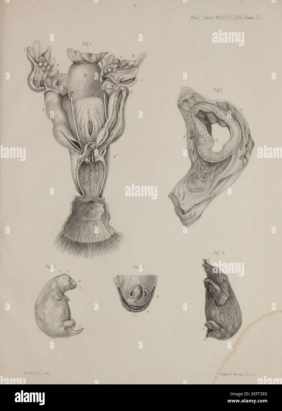 Beuteltiere Beutel, Brustdrüsen und Mamma Fötus von Echidna Hystrix (Platte XLI) Stockfoto