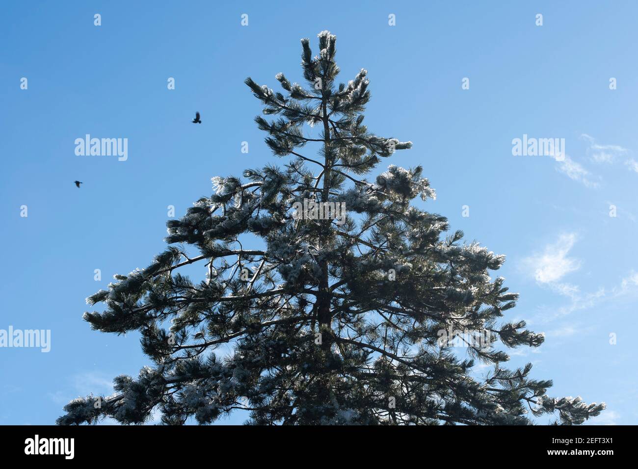 Nahaufnahme einer Douglasie vor blauem Himmel und Wolken. Schnee schmilzt an einem sonnigen Wintertag. Stockfoto