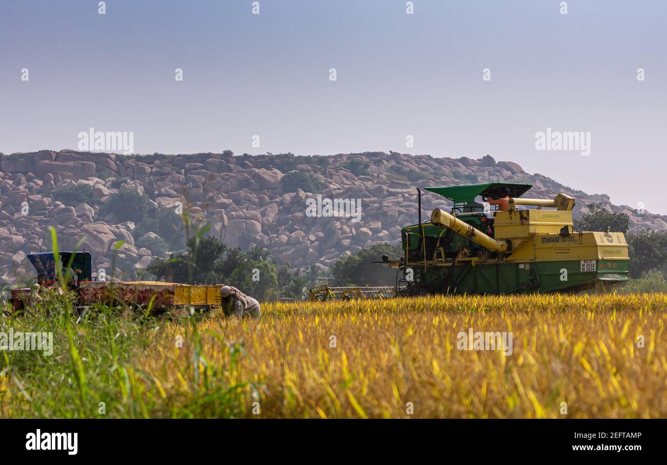 Hunumanahalli, Karnataka, Indien - 9. November 2013: Grün-gelbe John Deere-Picktrockner erntet reifen gelben Reis auf einem Reisfeld mit Traktor und Wagen Stockfoto