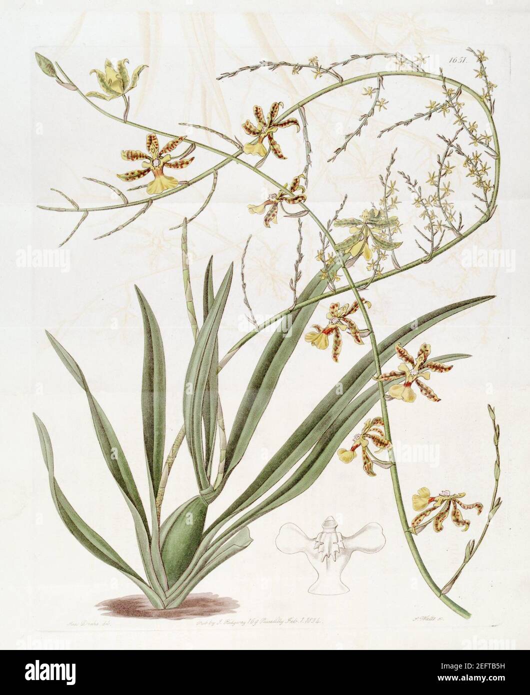 Oncidium altissimum (Jacq.) Sw. - Edwards v. 19 (1833) pl. 1651. Stockfoto