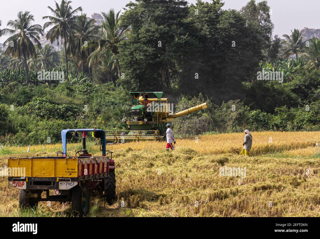 Hunumanahalli, Karnataka, Indien - 9. November 2013: Reisfeld, wo Traktor mit Wagen wartet auf Pick Drescher zu kommen ein entladen Freslhy geerntet ri Stockfoto