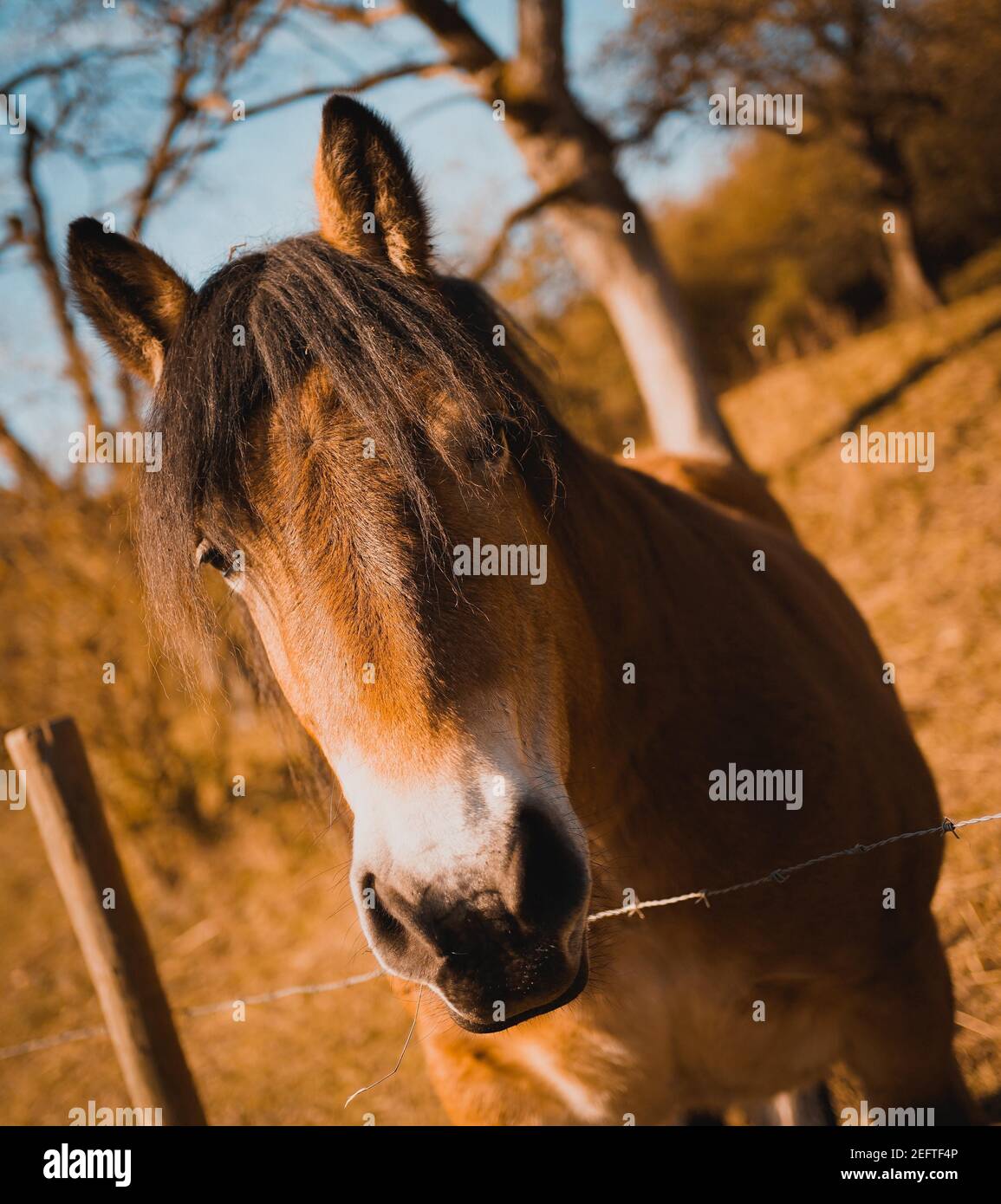 Nahaufnahme eines braunen Pferdes mit dem Gesicht über einem Stacheldraht Zaun Stockfoto