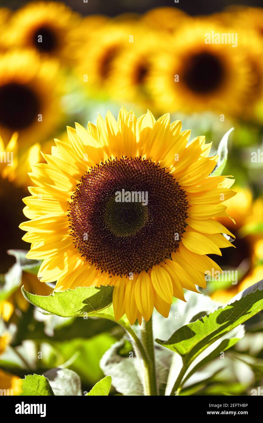 Sonnenblume Nahaufnahme in einem Feld von Sonnenblumen Stockfoto