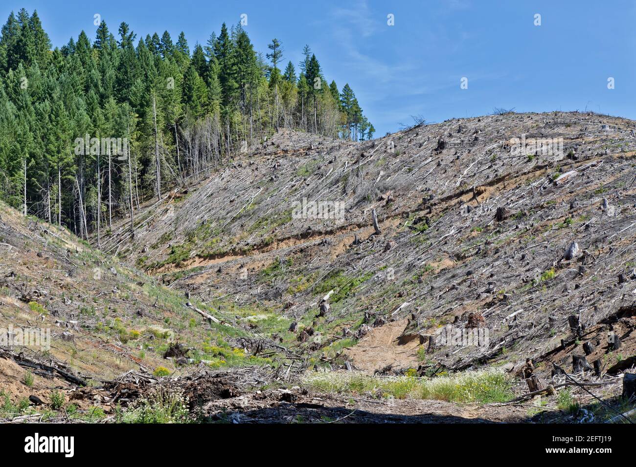 Clearcut Logging Site, Douglas Fir & Ponderosa Pine, South Western Oregon. Stockfoto