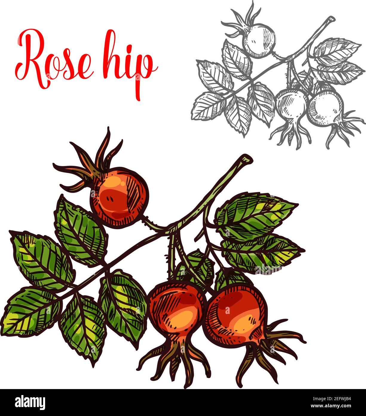 Rose Hip Fruit Skizze Symbol. Vektor botanisches Design von Rose Hep oder Haw-Beerenfrucht von Hund Rosenpflanze mit Blatt für Saft oder Marmelade Dessert oder Landwirt markieren Stock Vektor