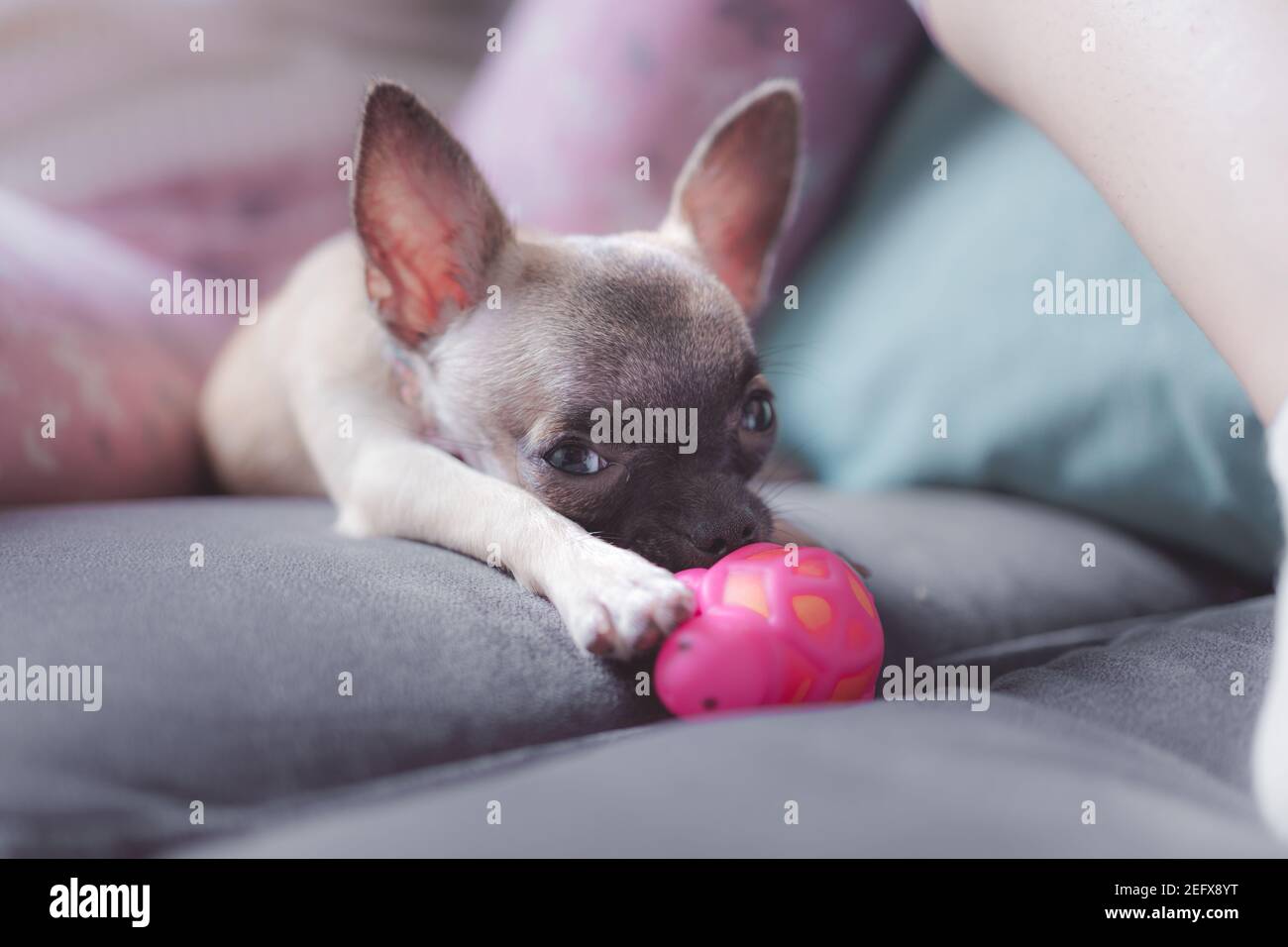 Nahaufnahme eines kleinen chihuahua Hundes, der auf einer Couch liegt Ein Spielzeug beißen Stockfoto