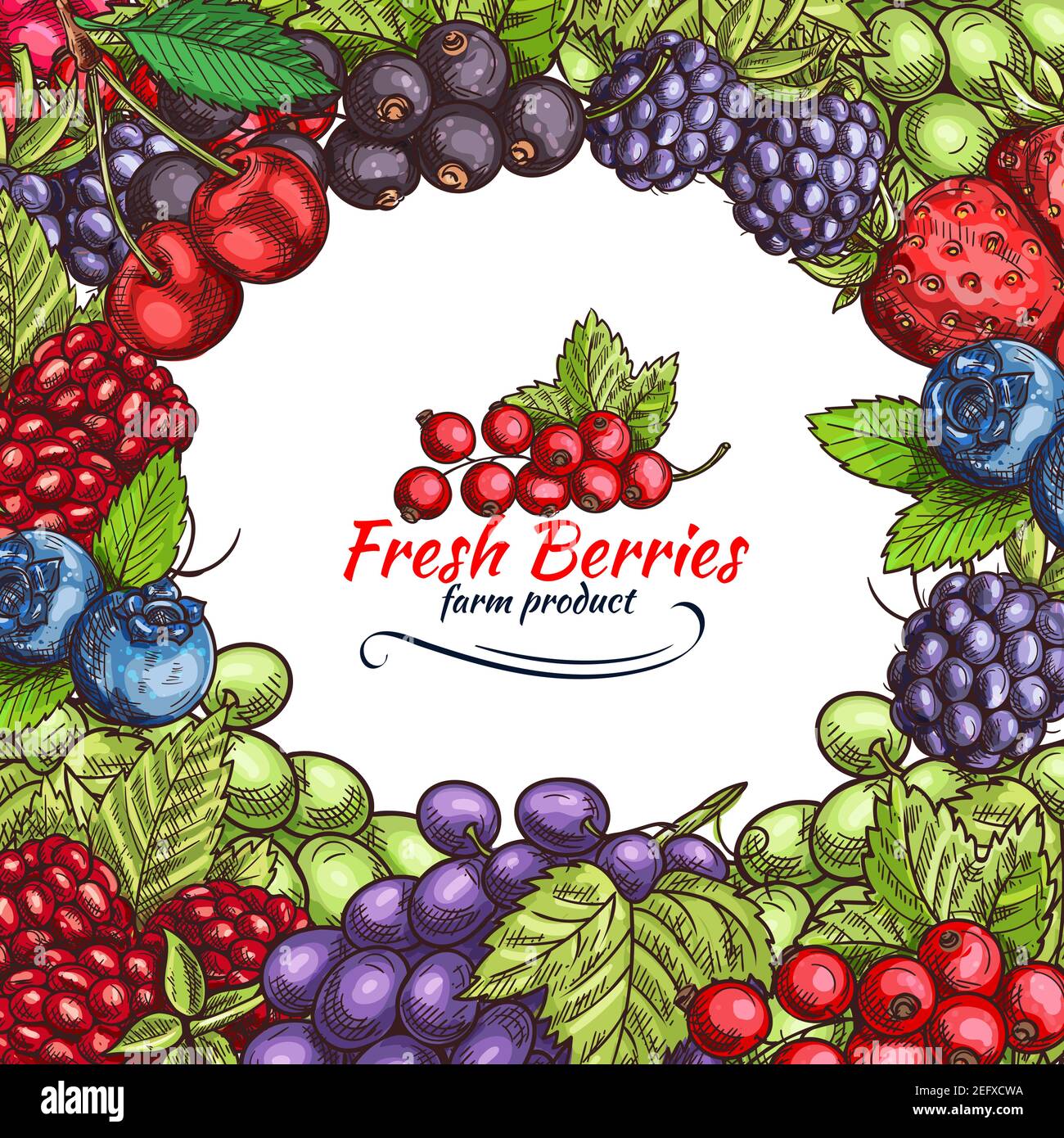 Beeren und Beerenfrüchte Skizze Poster von frischen Bio-Bauernhof Erdbeere, Himbeere und Traube. Vector Ernte von Kirsche, Heidelbeere oder Brombeere und gehen Stock Vektor