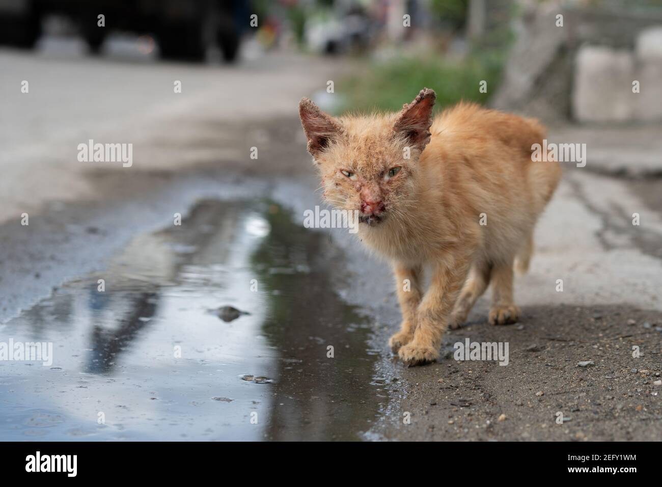 Eine streunende Straßenkatze auf den Philippinen in sehr schlechtem unterernährtem Zustand mit Gesichtsverletzungen und beiden Augen infiziert. Stockfoto