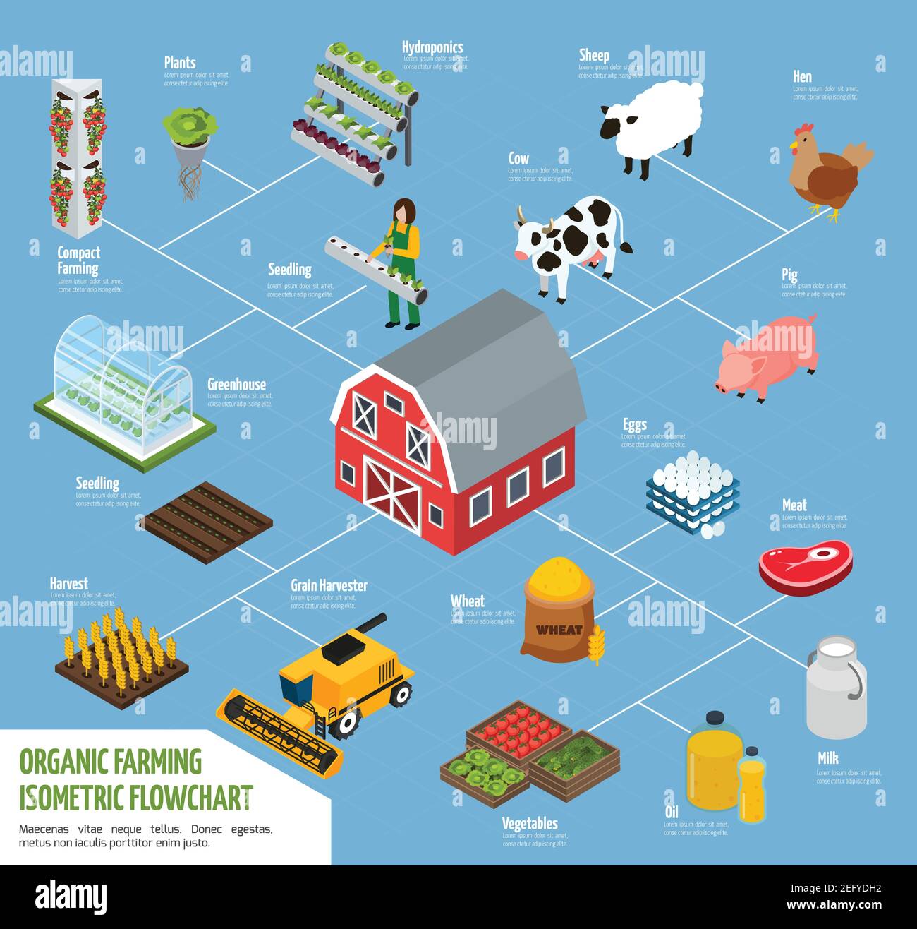 Hydroponics isometrisches Flussdiagramm mit Pflanzen Bewässerung und Landwirtschaft Symbole Vektor Abbildung Stock Vektor